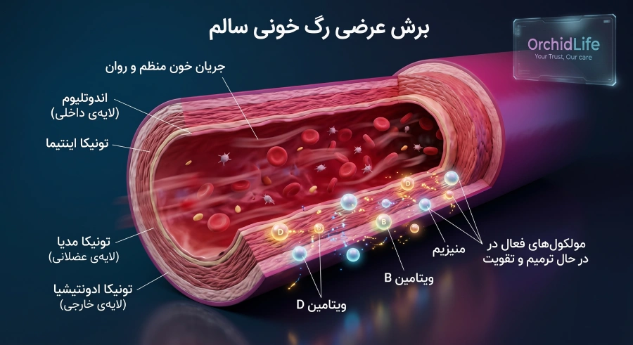 دیاگرام پزشکی مقطع رگ خونی و نمایش علمی تاثیر ویتامینهای دی، بی و منیزیم بر دیواره عروق و جلوگیری از لخته شدن خون