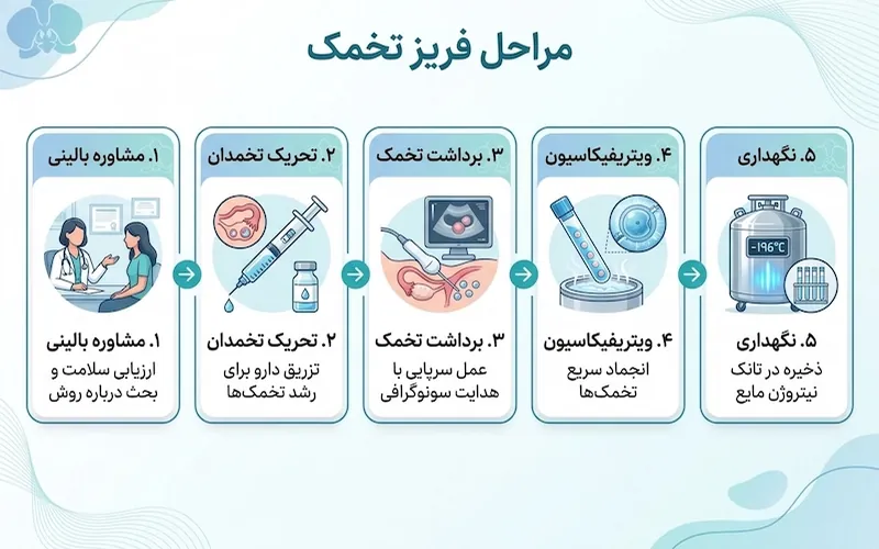 اینفوگرافیک مراحل فریز تخمک از مشاوره و تحریک تخمدان تا برداشت، ویتریفیکاسیون و نگهداری