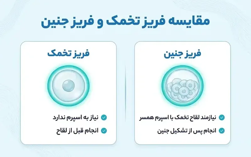 تفاوت فریز تخمک و فریز جنین در یک اینفوگرافیک مقایسه‌ای